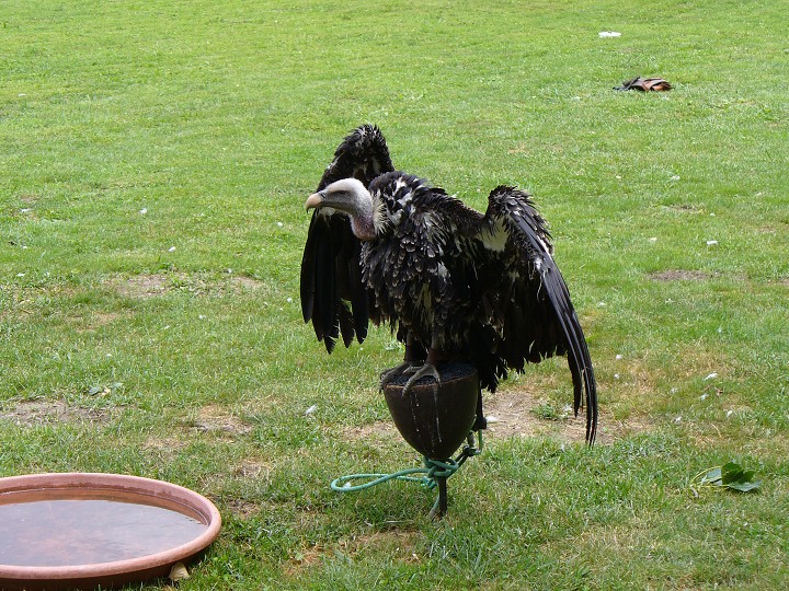 img00038.jpg