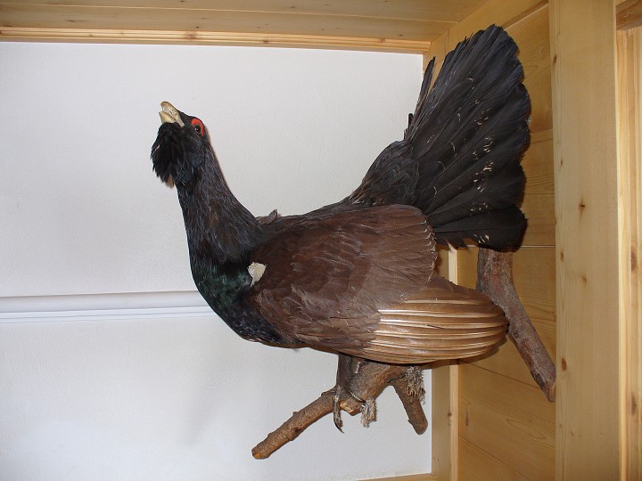 img00018.jpg