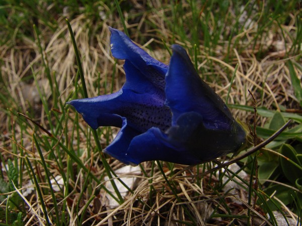 img00048.jpg