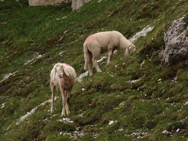 img00060.jpg
