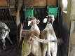 26. dubna 2009 9:27:41
