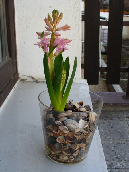 img00005.jpg