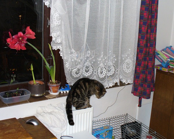 img00012.jpg