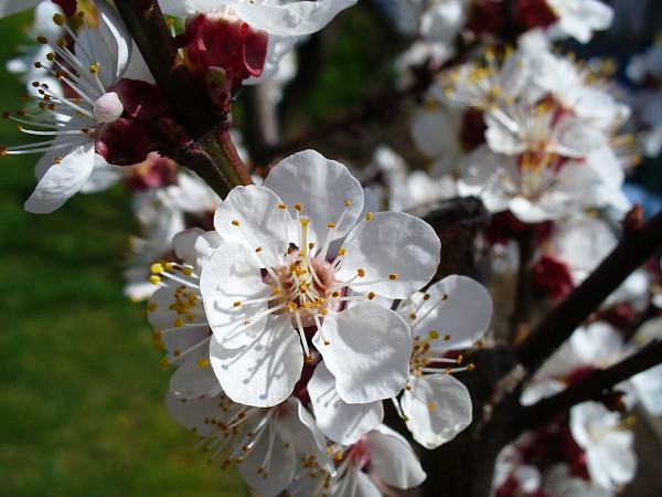 img00033.jpg