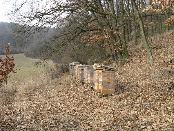 img00040.jpg