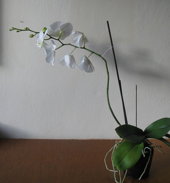 img00065.jpg