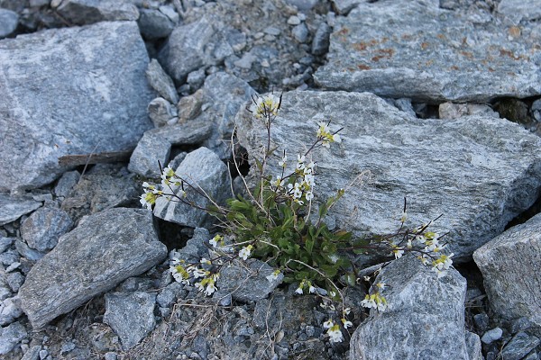 img00009.jpg