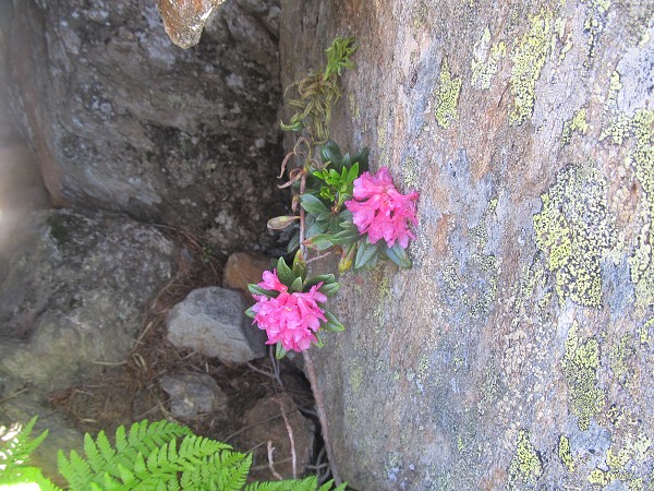 img00054.jpg