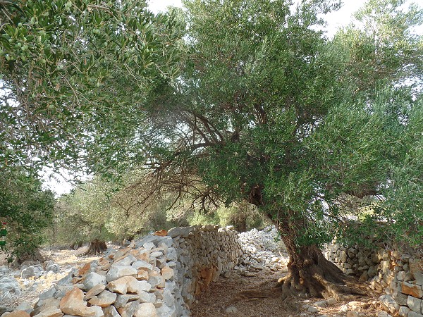 img00017.jpg